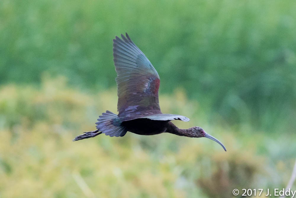 ibis hnědý/americký - ML53087501