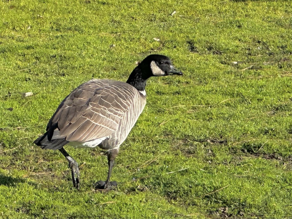 Bernache de Hutchins (leucopareia) - ML530875271