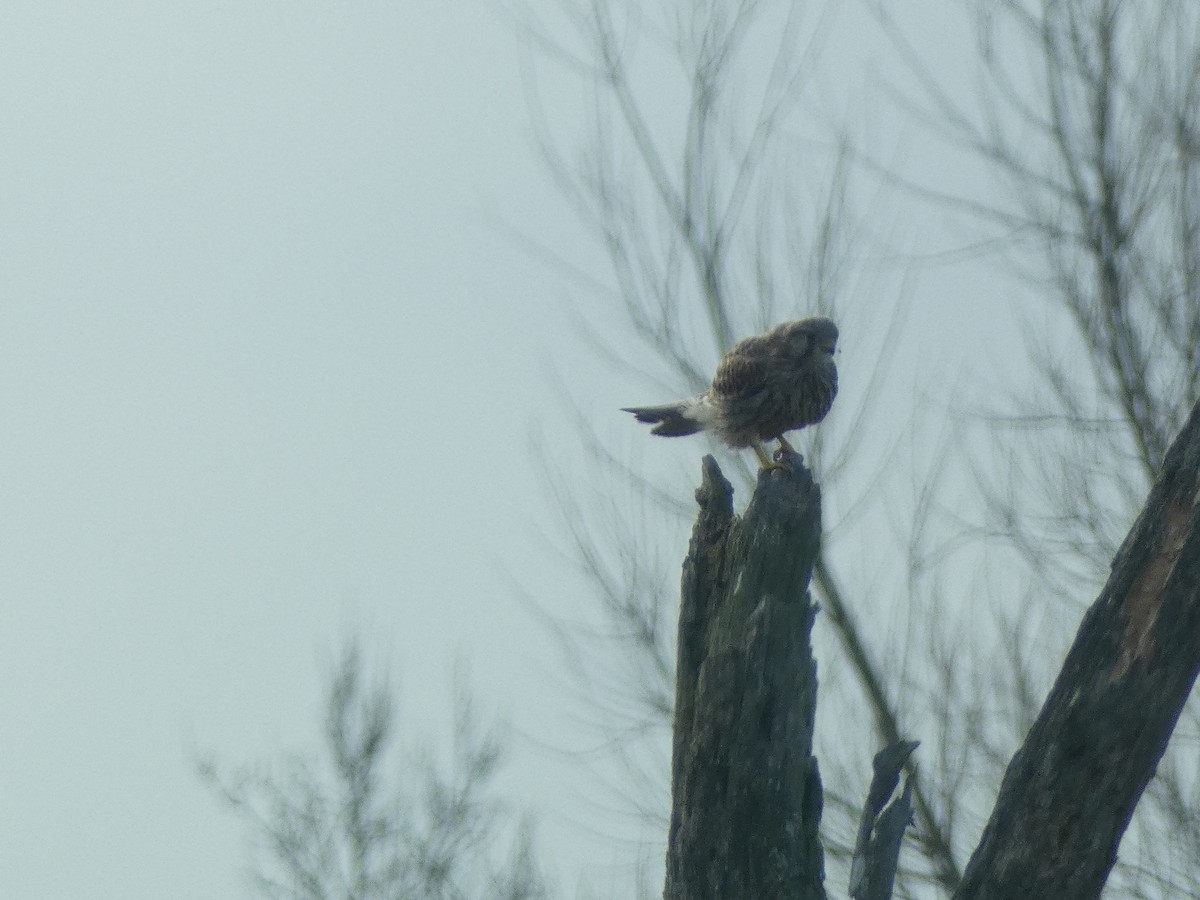 Eurasian Kestrel - Mike Tuer