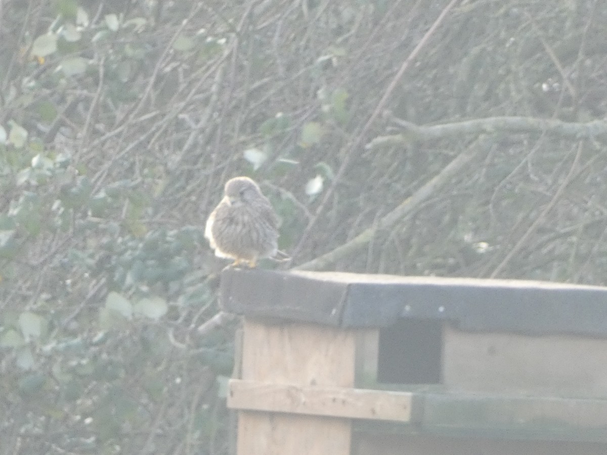 Eurasian Kestrel - ML530875781