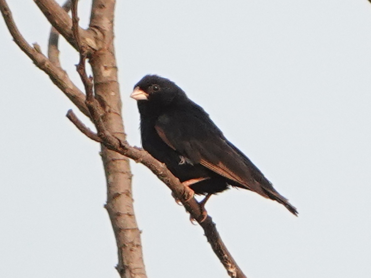 Cameroon Indigobird - ML530876961