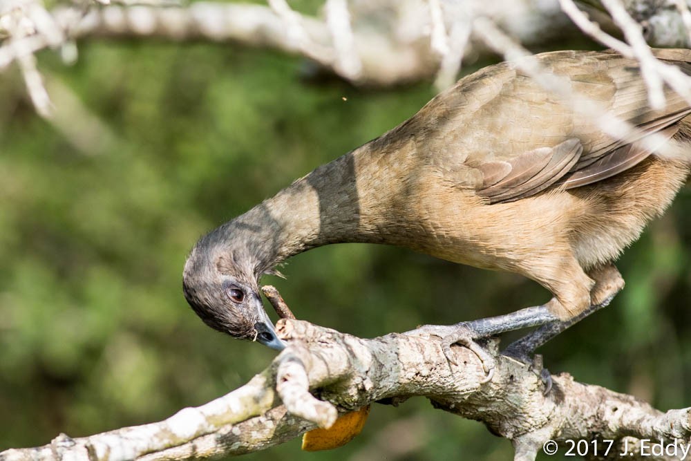 Plain Chachalaca - Jeff Eddy