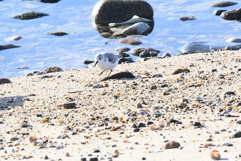 Bécasseau sanderling - ML530877351