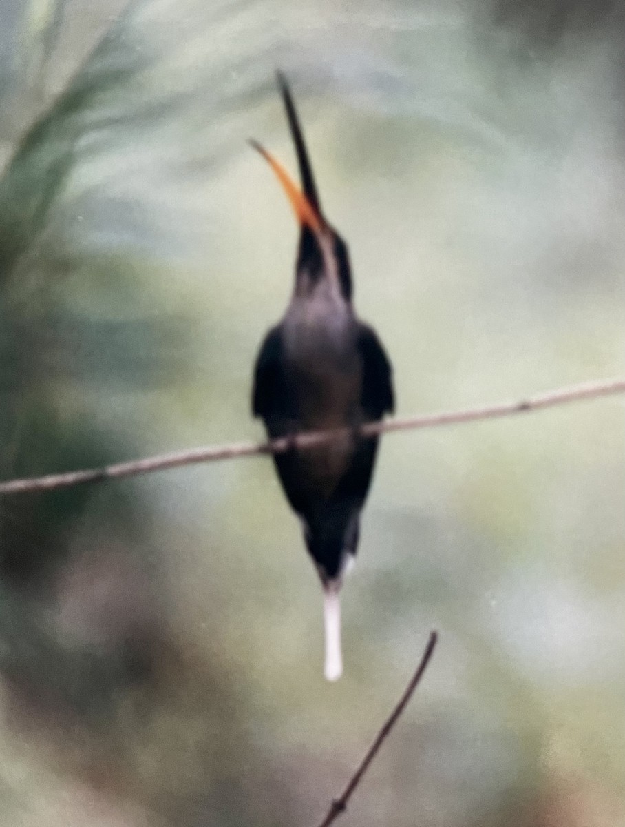 Scale-throated Hermit - Eric Haskell