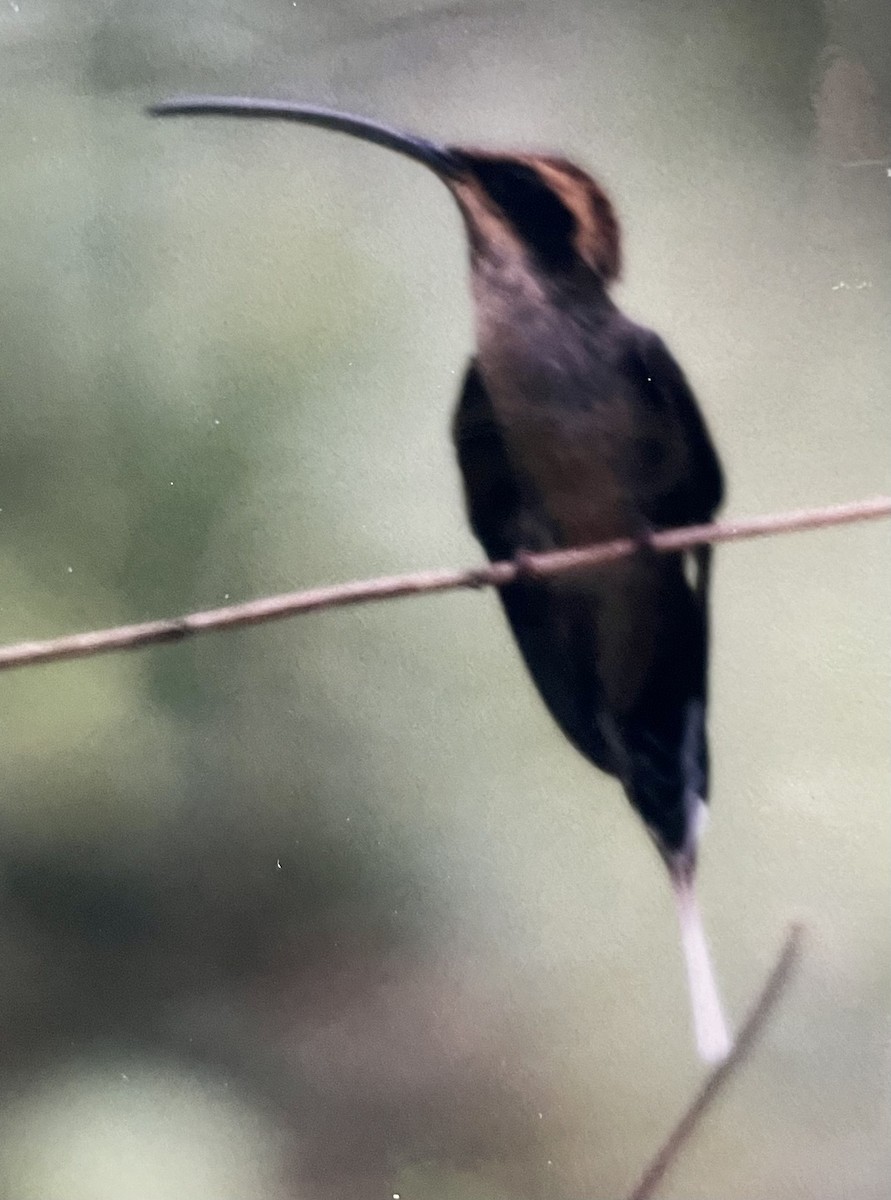 Scale-throated Hermit - ML530877491