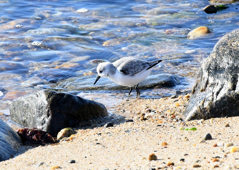 Bécasseau sanderling - ML530877571