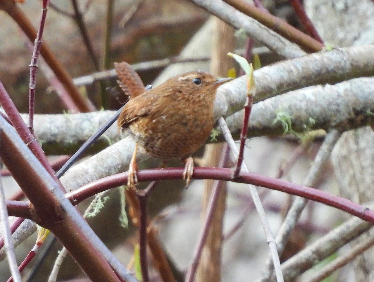 Pacific Wren - ML530878571