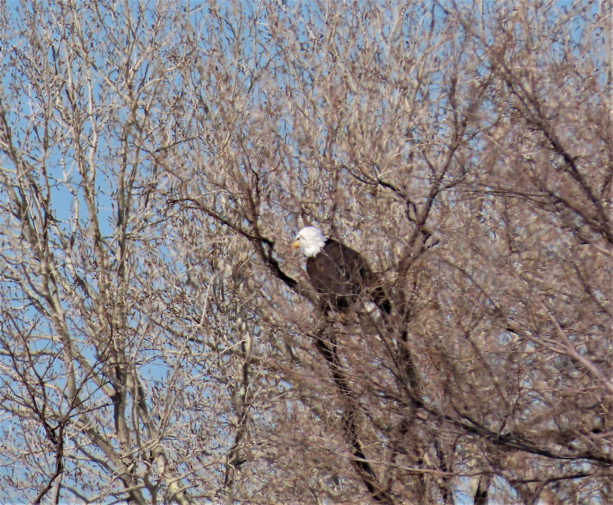 Bald Eagle - ML530880731