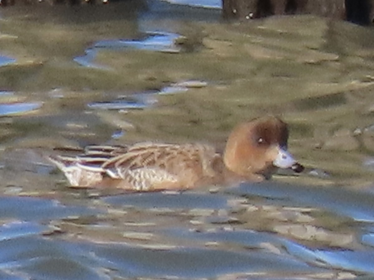 Зээрд нугас - ML530881531