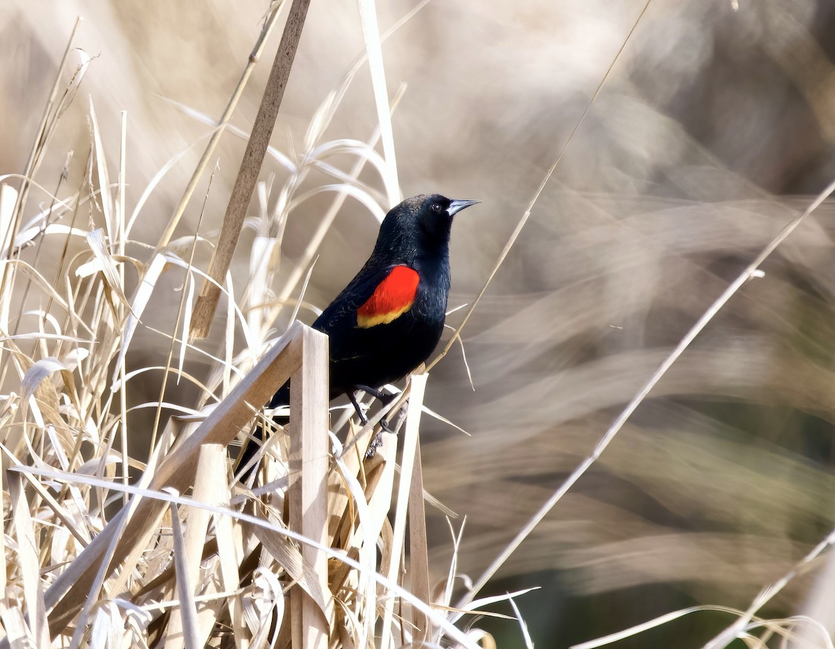 Red-winged Blackbird - Katherine Frost