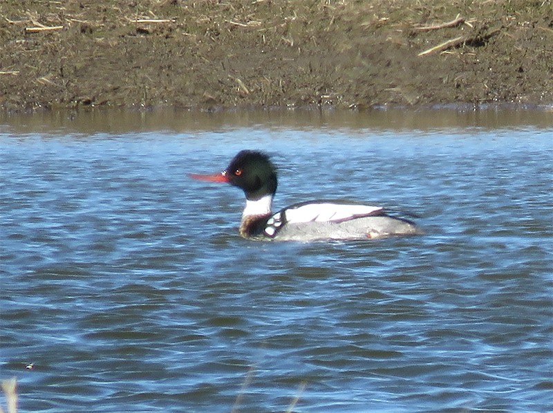 Red-breasted Merganser - ML53088461