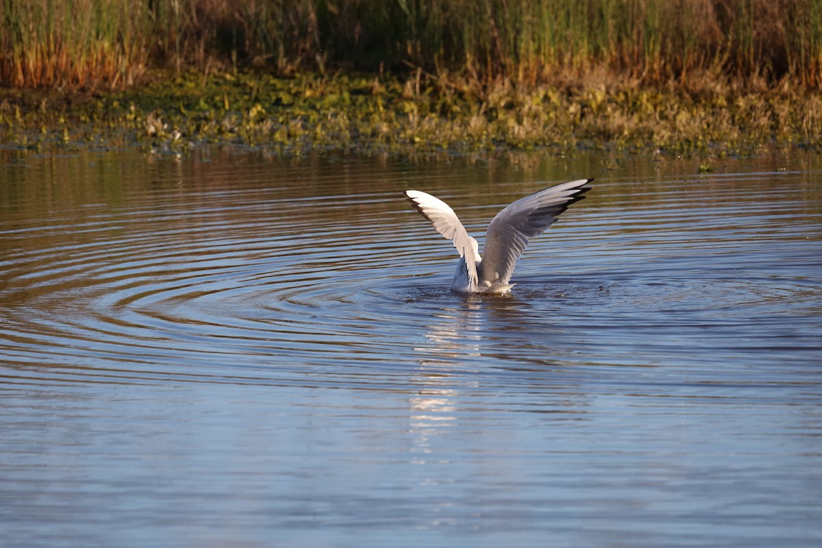 Black-headed Gull - ML530886231