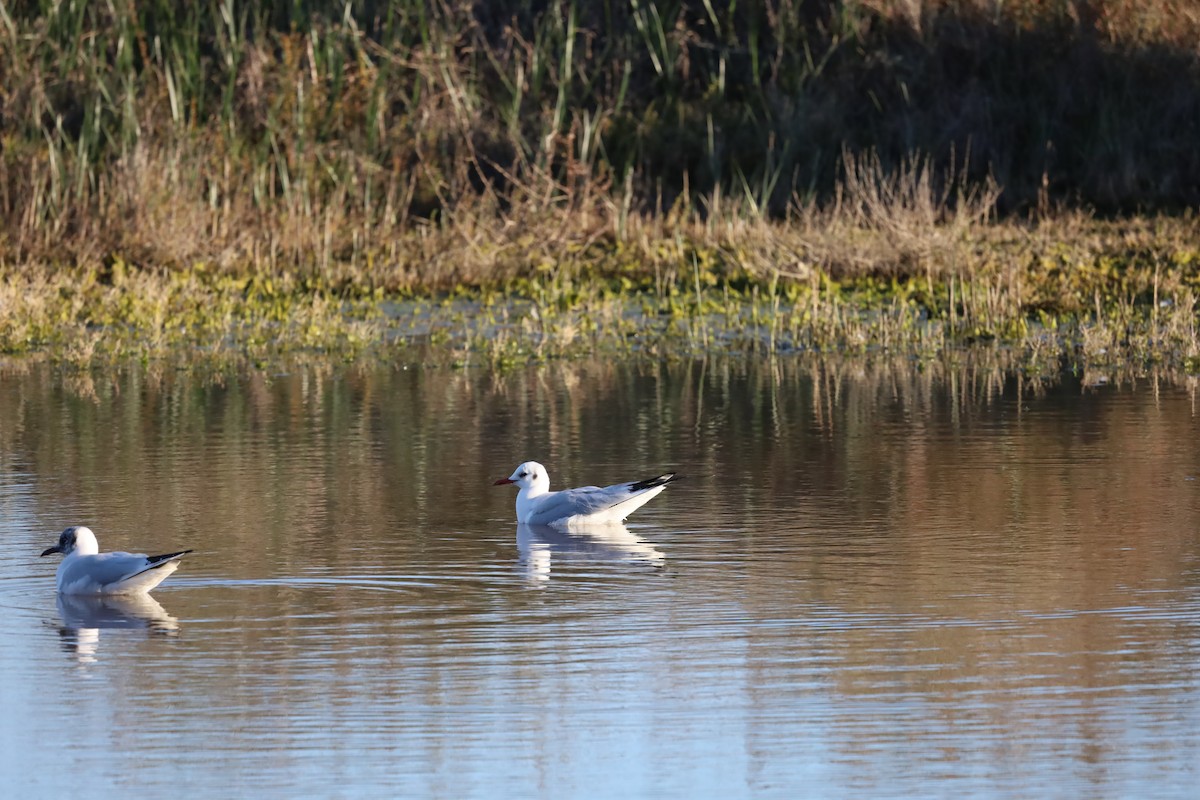 Black-headed Gull - ML530886241