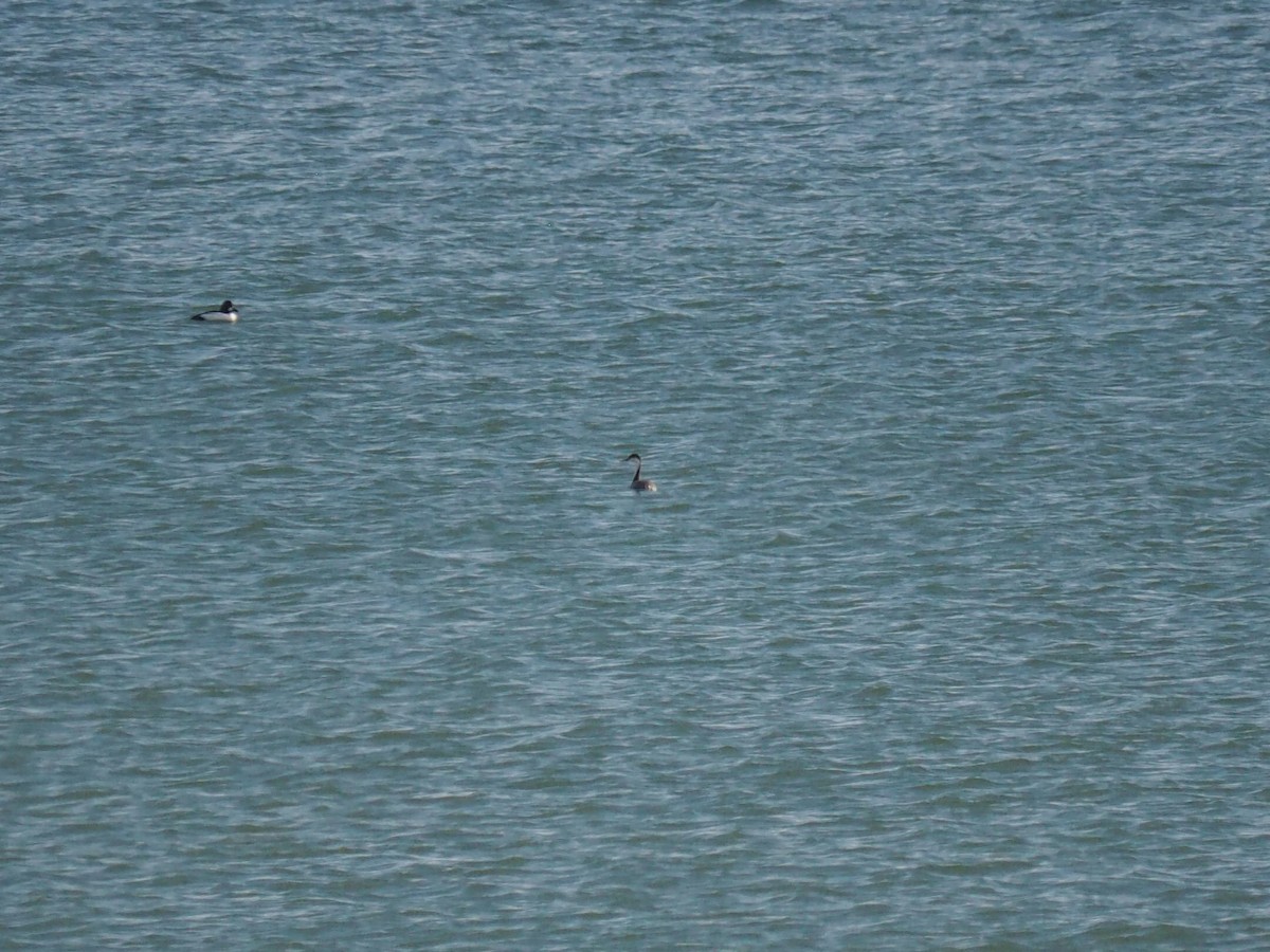 Western Grebe - ML530886601