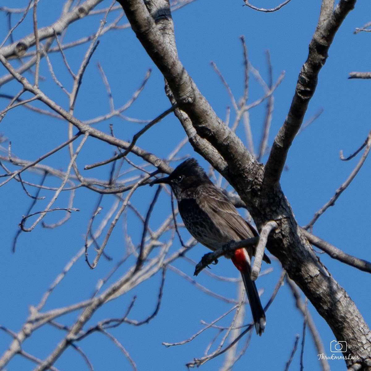 Bulbul à ventre rouge - ML530887151