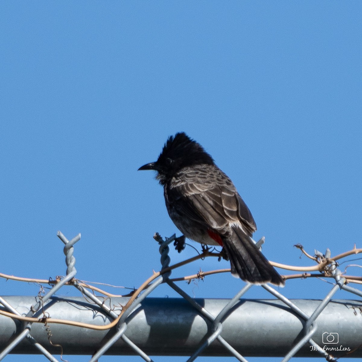 Bulbul à ventre rouge - ML530887231