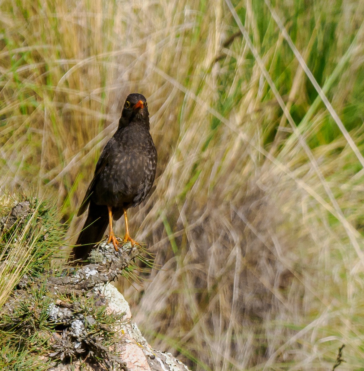 Chiguanco Thrush (anthracinus) - ML530888071