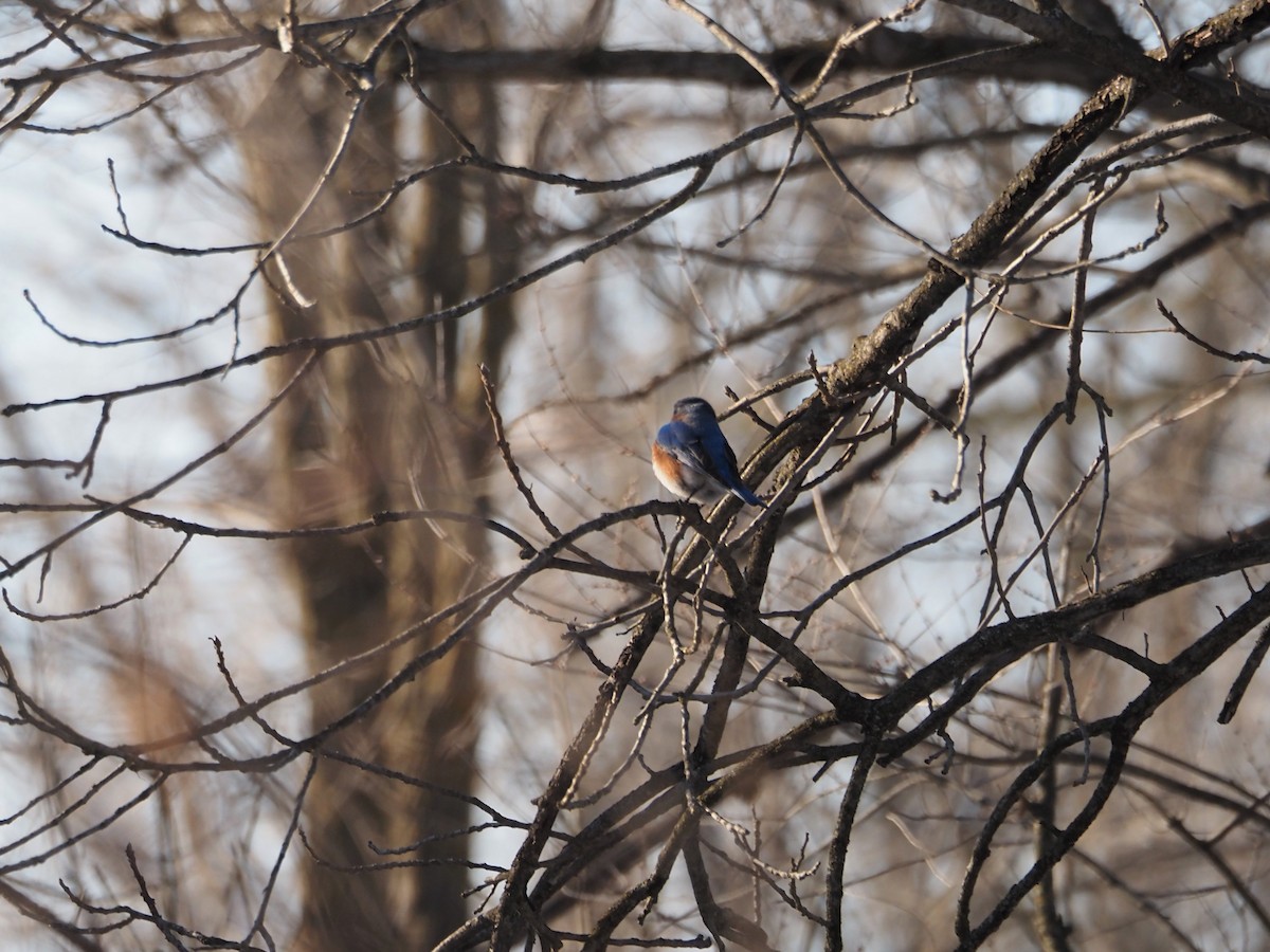 Eastern Bluebird - ML530888261