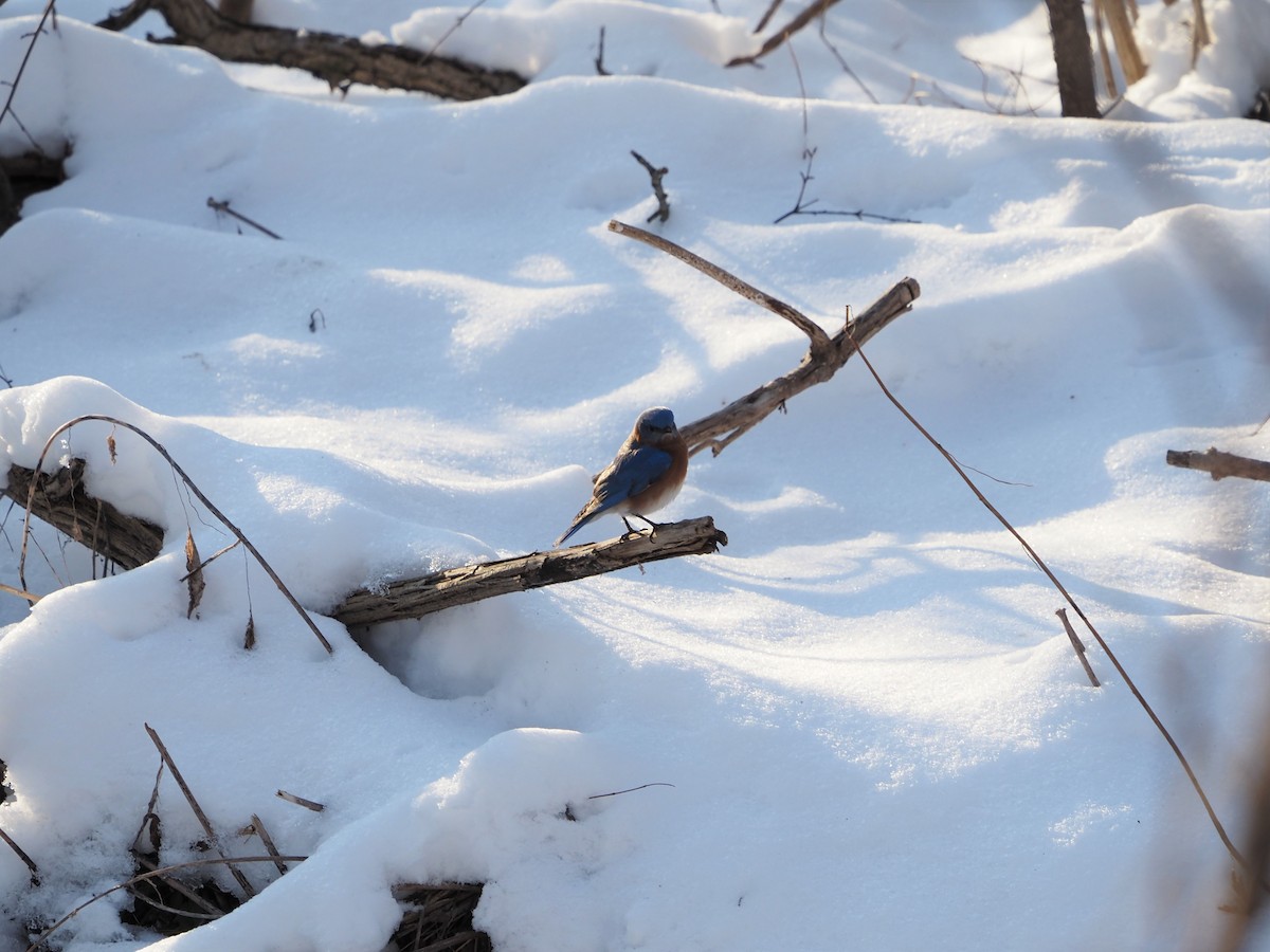Eastern Bluebird - ML530888271