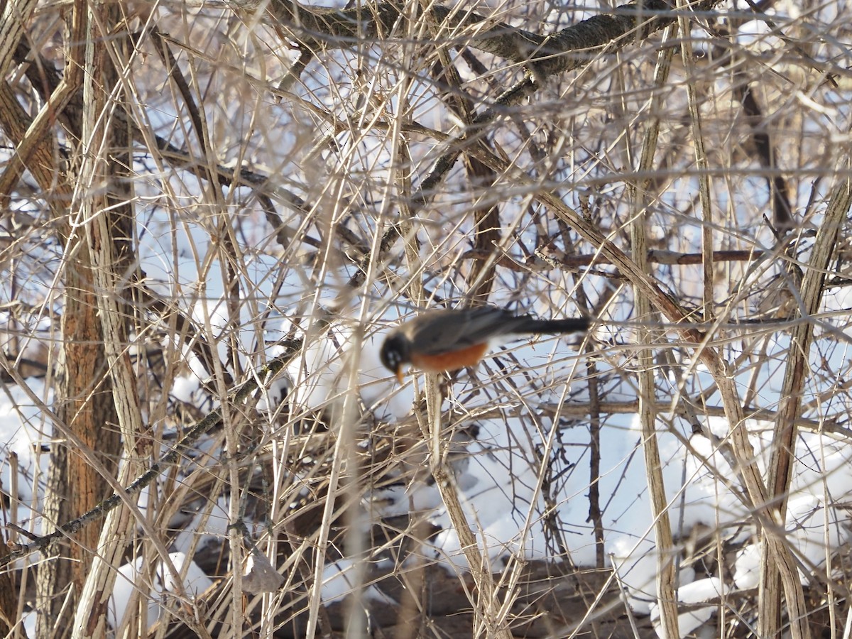 American Robin - ML530888711