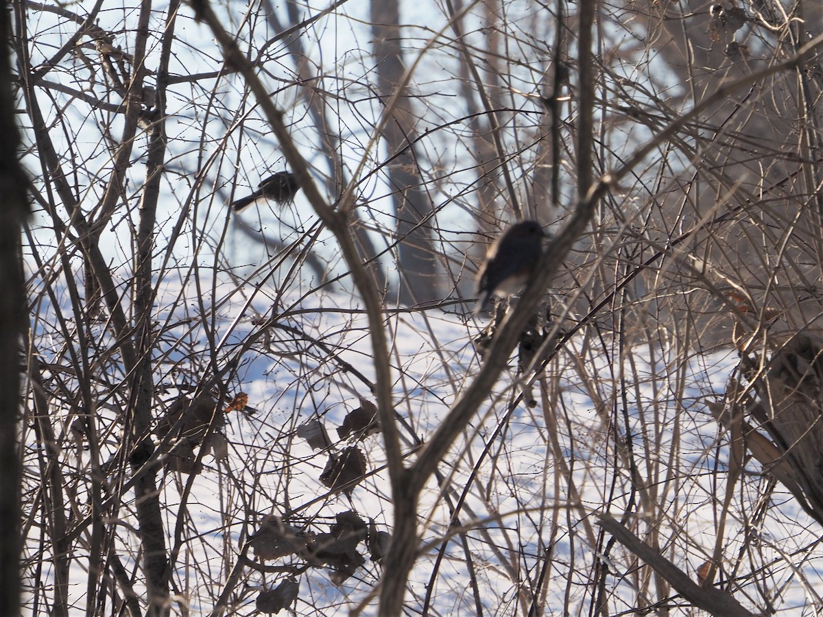 Dark-eyed Junco - ML530889081