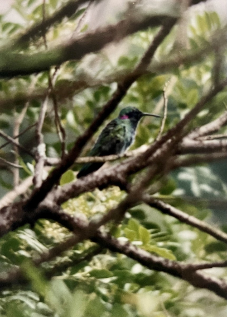 kolibřík ametystouchý - ML530889991
