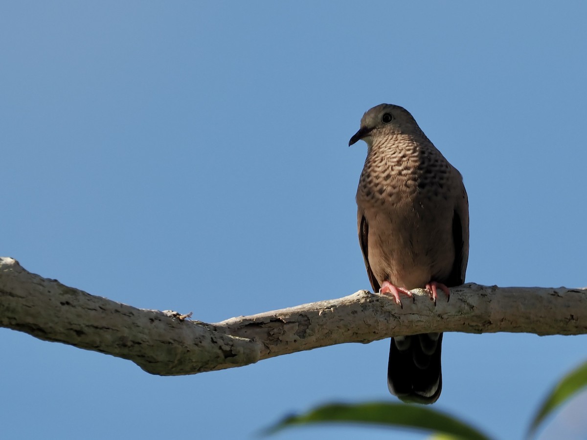 Common Ground Dove - ML530890581