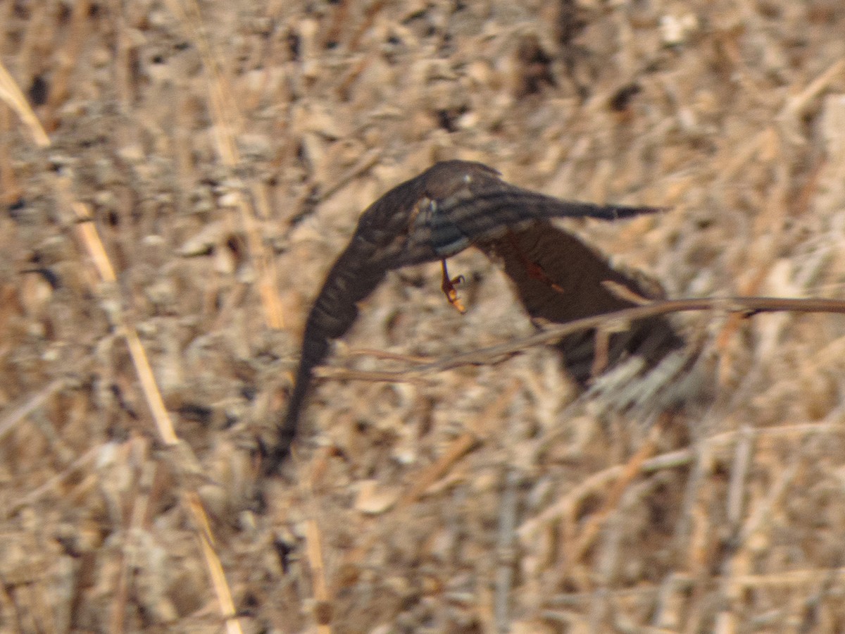 Sharp-shinned Hawk - ML530891011