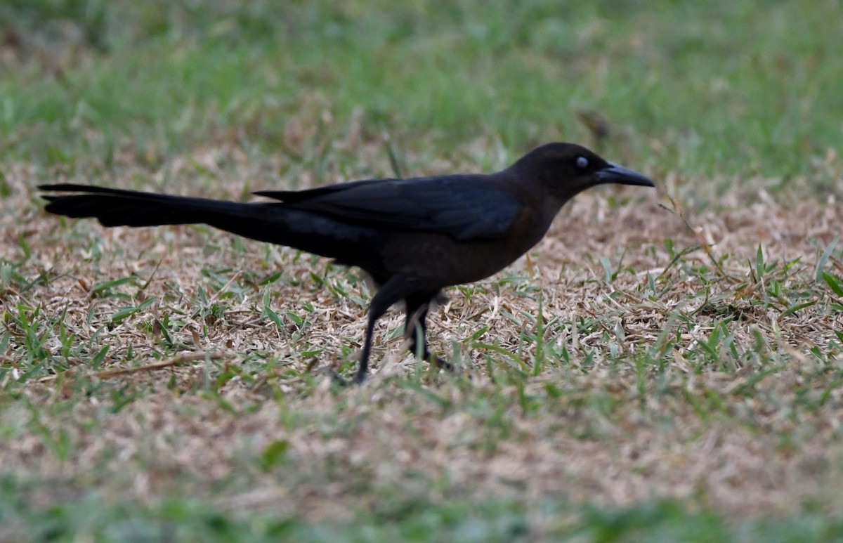 Great-tailed Grackle - ML530891701