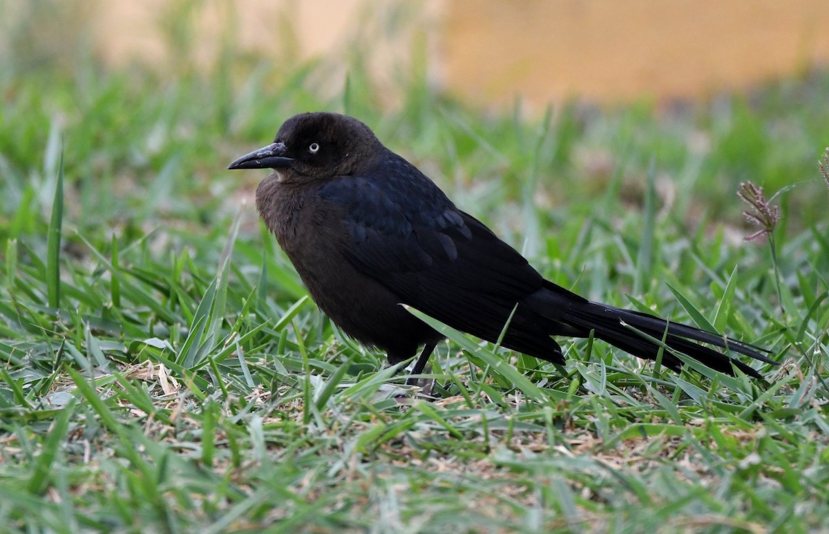 Great-tailed Grackle - ML530891711
