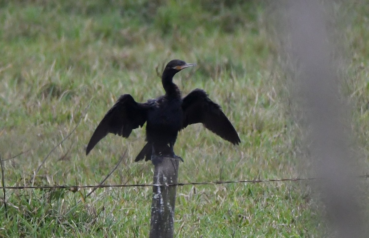 Neotropic Cormorant - ML530891801