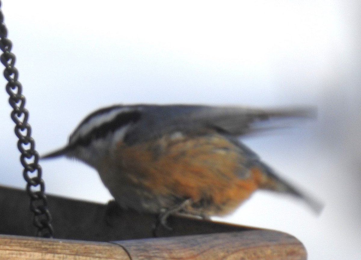 Red-breasted Nuthatch - ML530893161