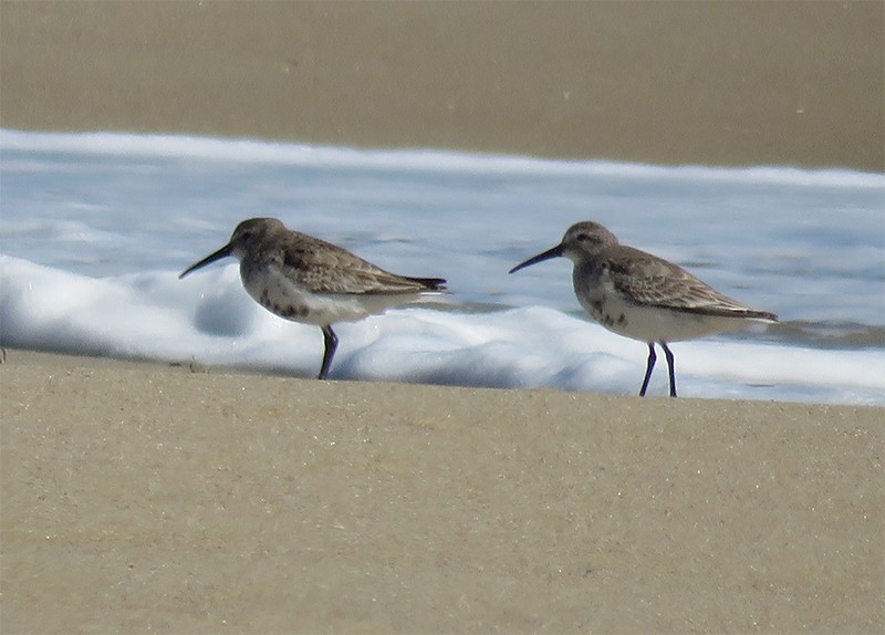 Dunlin - ML53089461