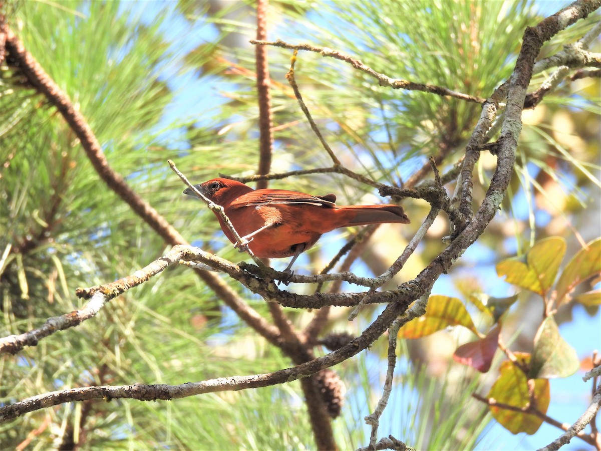 Hepatic Tanager - ML530895321