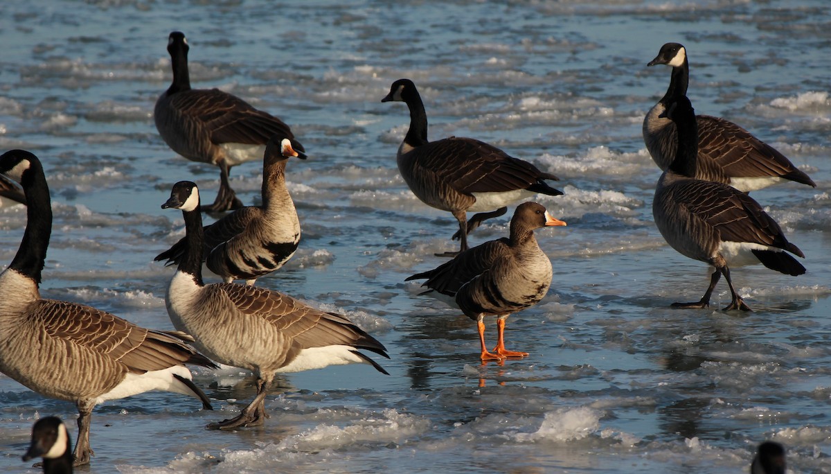 Greater White-fronted Goose - ML530895531