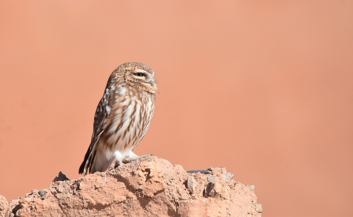 Little Owl - ML530895861