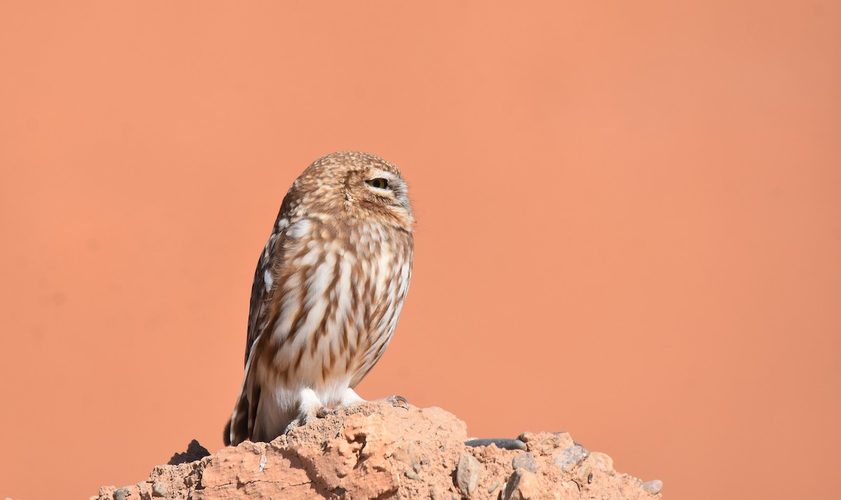 Little Owl - Lukasz Pulawski