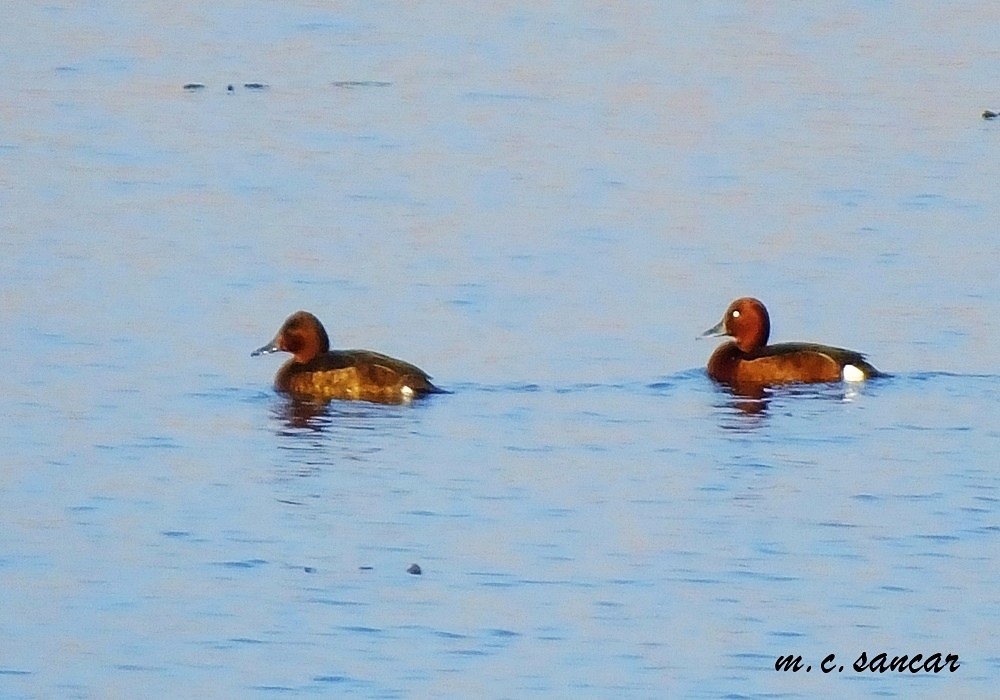 Ferruginous Duck - ML530896401