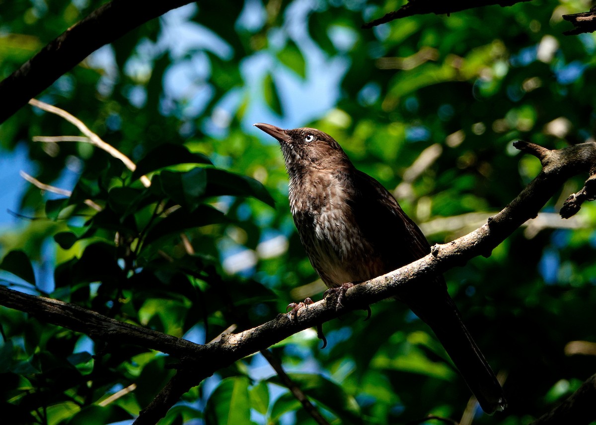 Pearly-eyed Thrasher - Peter Fang/ Gloria Smith