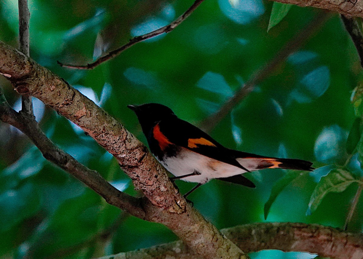 American Redstart - ML530897091