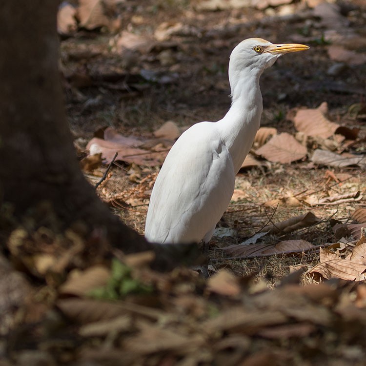 Eastern Cattle Egret - www.aladdin .st