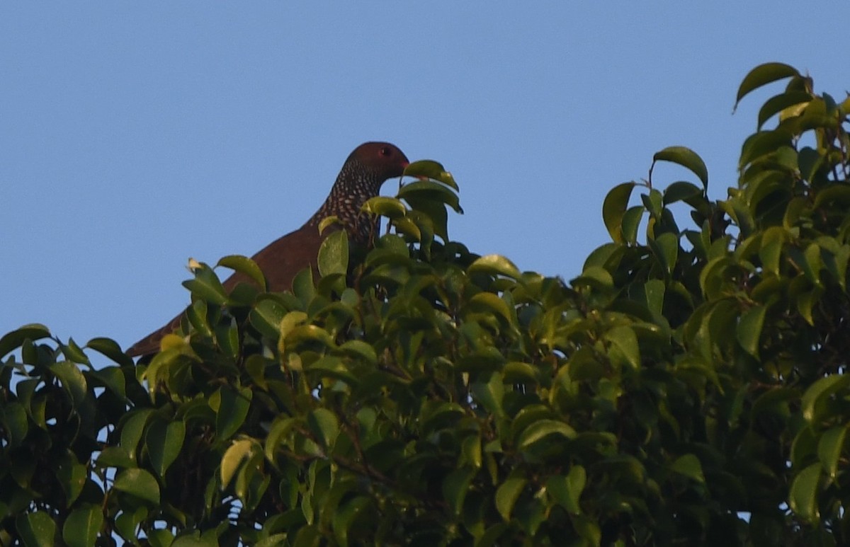 Scaled Pigeon - ML530898521