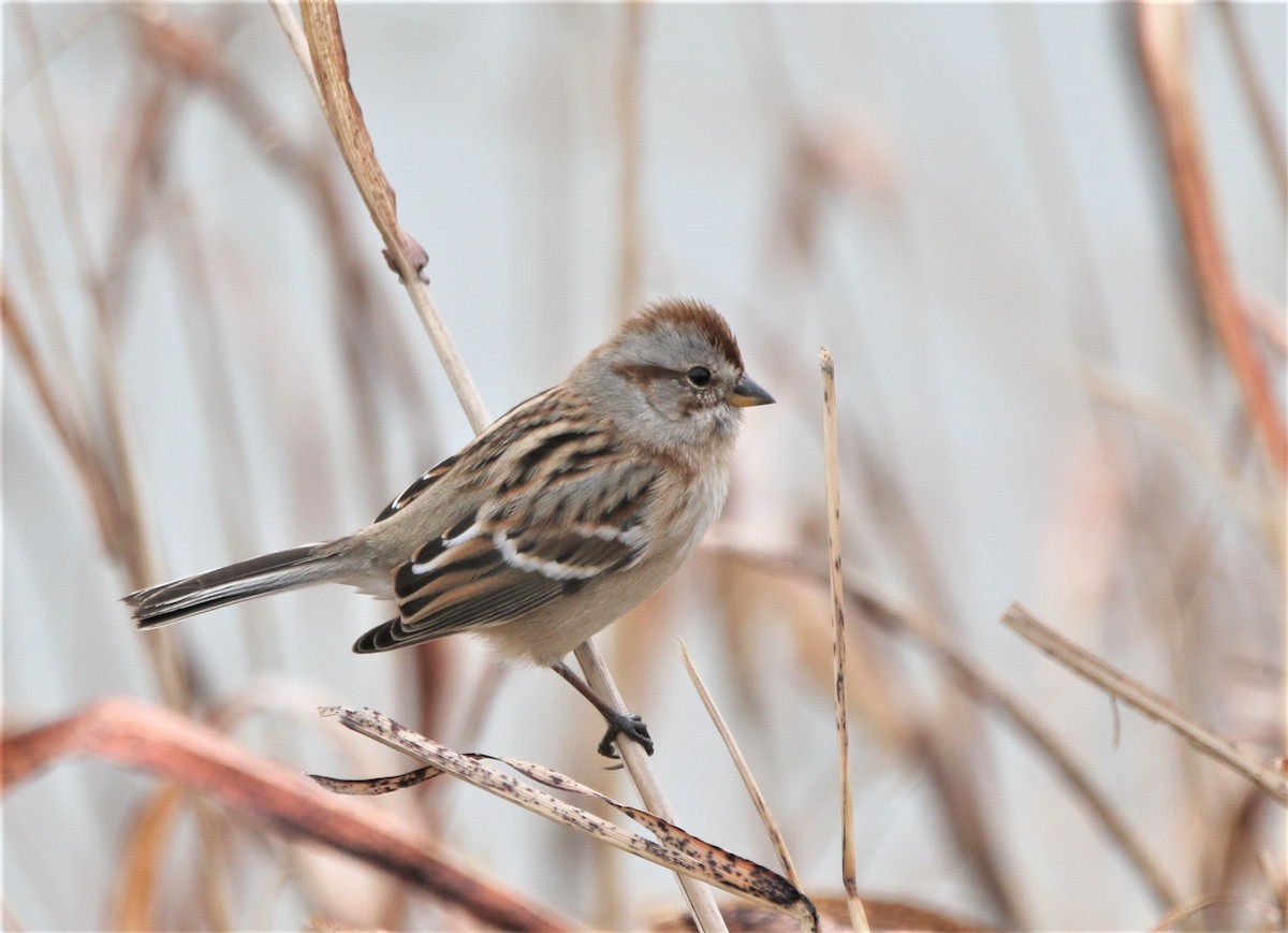American Tree Sparrow - ML530899921