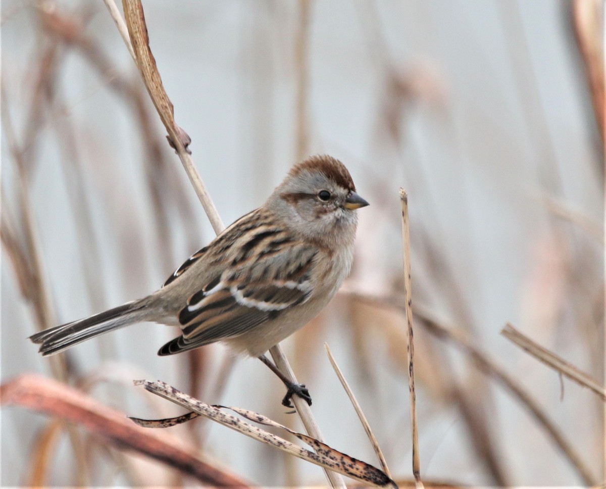 American Tree Sparrow - ML530900171