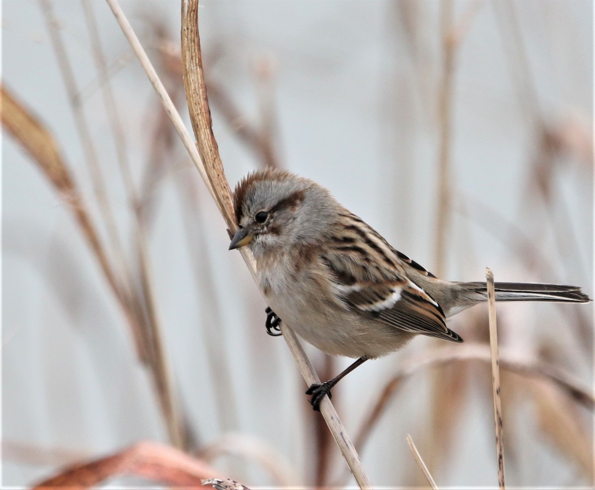 American Tree Sparrow - ML530900191