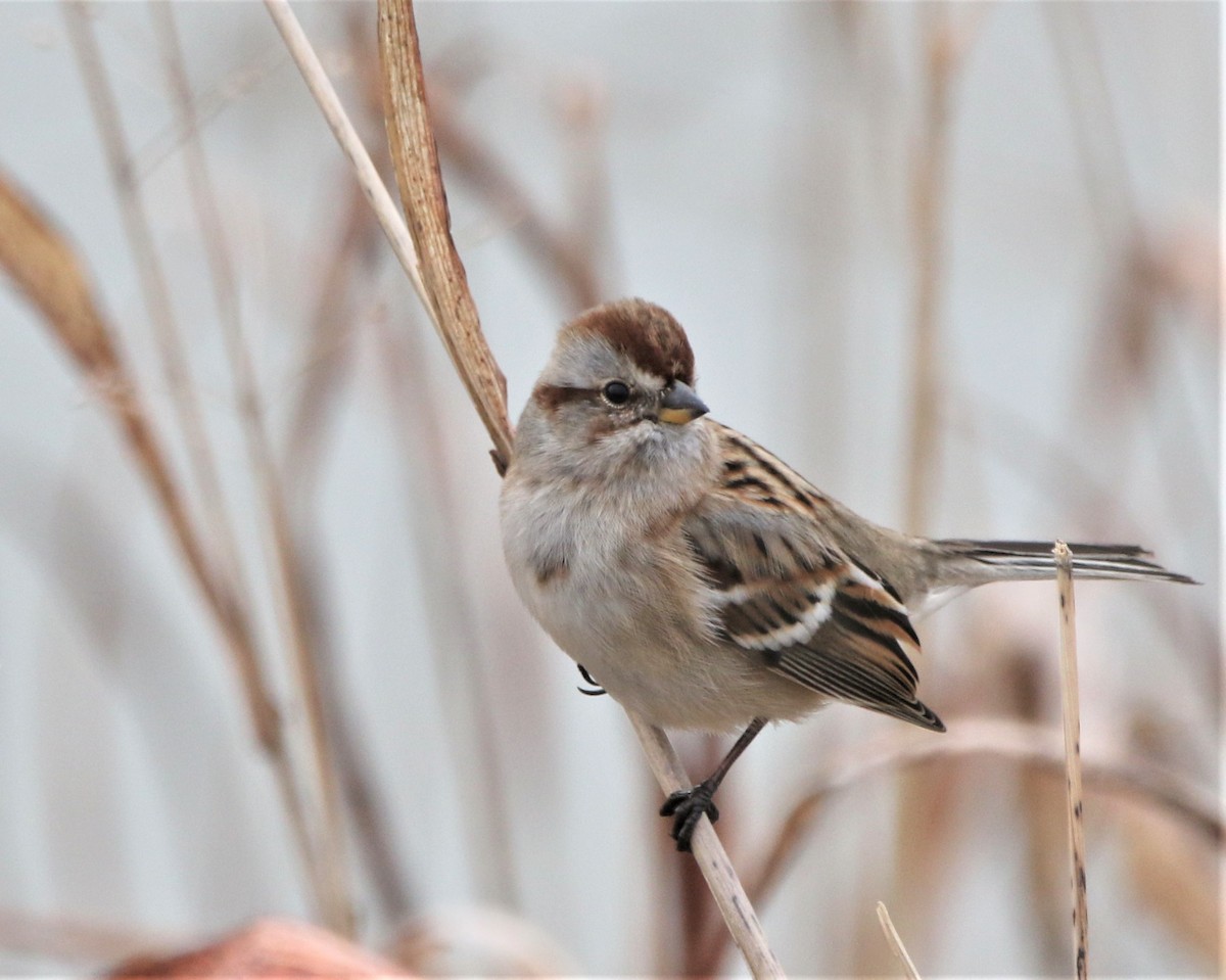 American Tree Sparrow - ML530900291