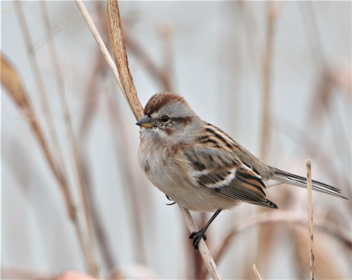 American Tree Sparrow - ML530900301