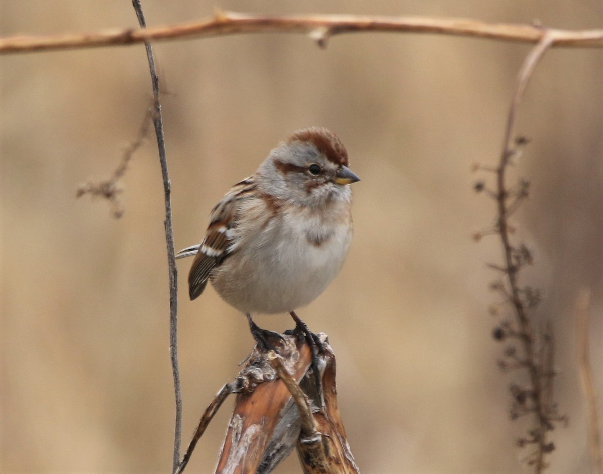 American Tree Sparrow - ML530900361