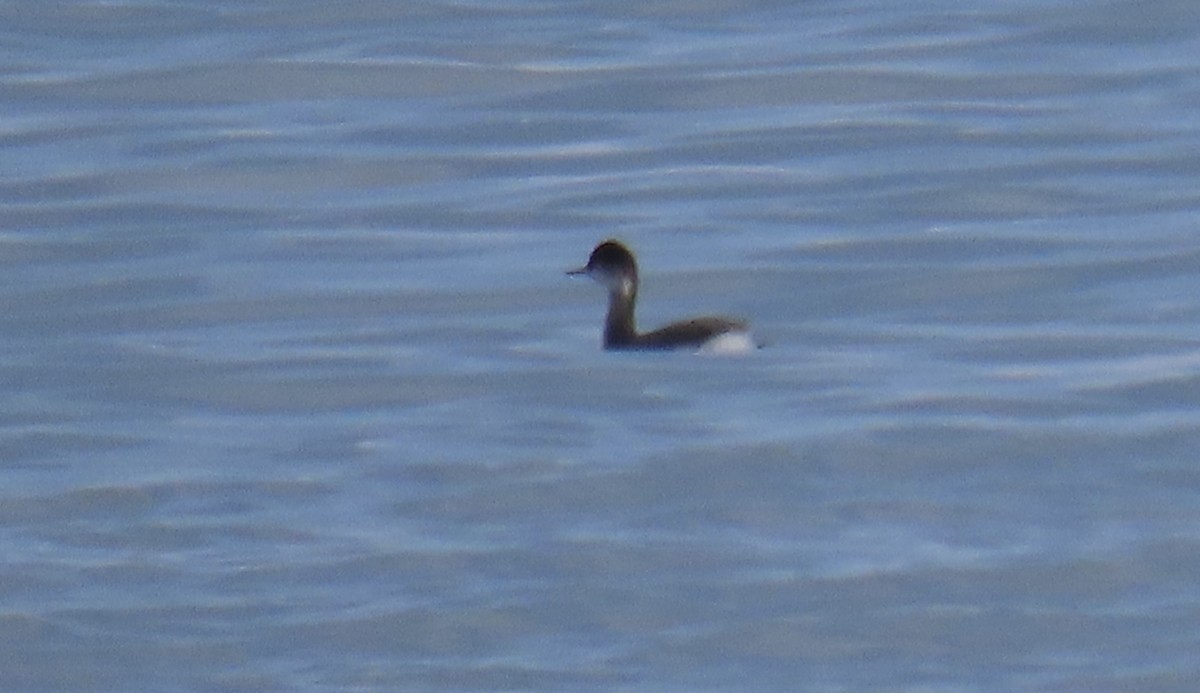 Eared Grebe - ML530901731