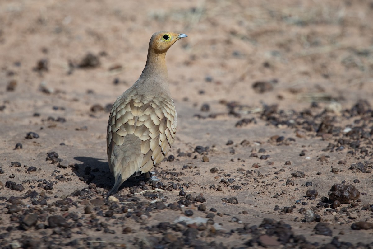 Chestnut-bellied Sandgrouse (African) - ML530902371